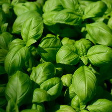 Basil (Linalool) Essential Oil alter image