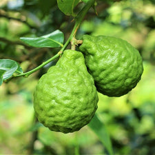 Bergamot FCF Essential Oil alter image