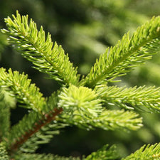 Black Spruce Essential Oil alter image