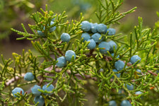 Cedarwood Virginian Essential Oil alter image