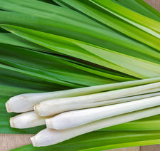 Citronella Essential Oil alter image
