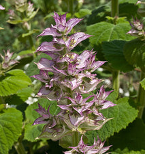 Clary Sage (French) Essential Oil alter image