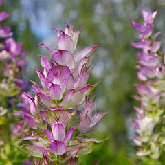 Clary Sage Essential Oil Featured Image