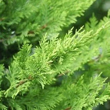 Cypress Essential Oil alter image