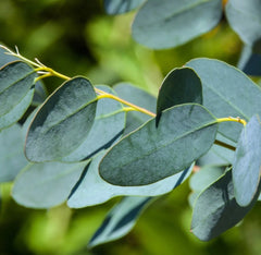 Eucalyptus (Chinese) Essential Oil Featured Image