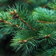 Fir Needle Essential Oil alter image