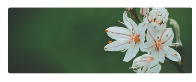 The Floral Collection