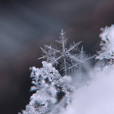 Frosted Wonderland Fragrance Oil | Fine Fragrance alter image