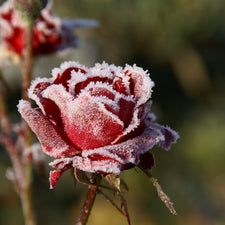 Frosty Christmas Rose Fragrance Oil | Fine Fragrance alter image