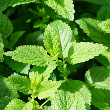 Garden Mint Essential Oil alter image