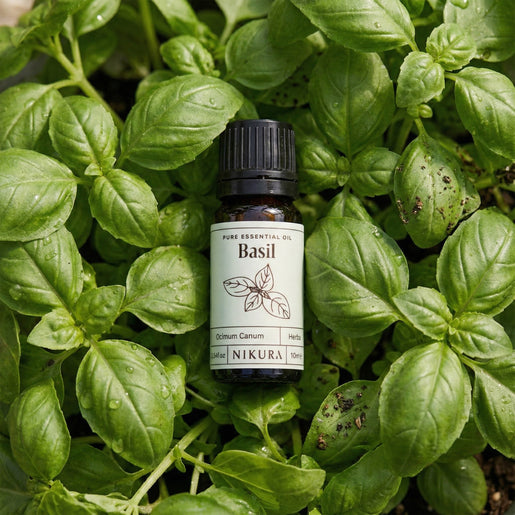 Basil (Linalool) Essential Oil