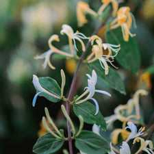 Honeysuckle Fragrance Oil alter image