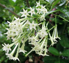 Jasmine Fragrance Oil | Night Blooming alter image
