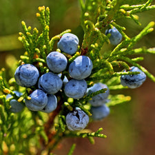 Juniper Berry Essential Oil alter image