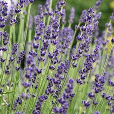Lavender 40/42 Essential Oil alter image