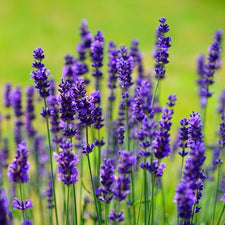 Lavender (Bulgarian) Essential Oil alter image