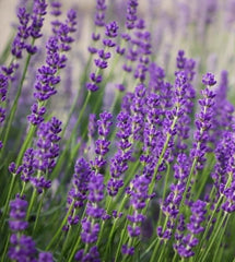 Lavender Oil | French Featured Image