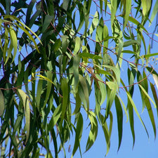 Lemon Eucalyptus (Eucalyptus Citriodora) Essential Oil alter image
