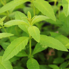 Lemon Verbena Essential Oil alter image