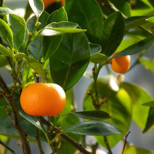 Mandarin Essential Oil alter image