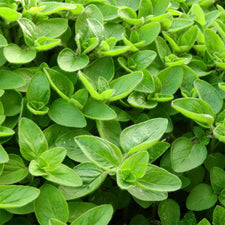 Marjoram (Sweet) Essential Oil alter image