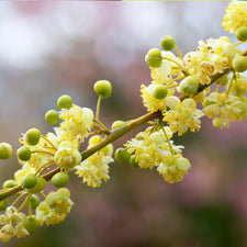 May Chang (Litsea Cubeba) Essential Oil alter image