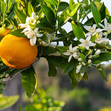 Neroli Fragrance Oil alter image