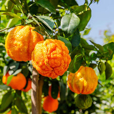 Orange (Bitter) Essential Oil alter image