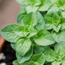 Oregano Essential Oil alter image