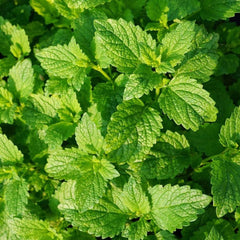 Peppermint Essential Oil (Piperita) Featured Image