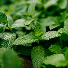 Peppermint (Arvensis) Essential Oil alter image
