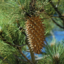 Pine Needle (Scots Pine) Essential Oil alter image