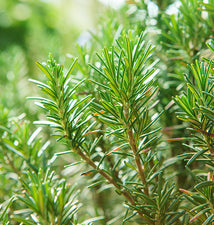 Rosemary Tunisian Essential Oil alter image