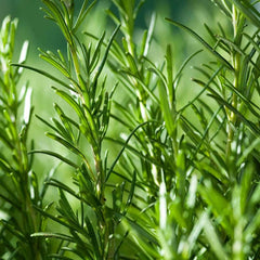 Rosemary Essential Oil Featured Image