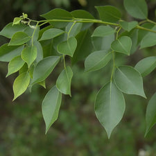 Rosewood Essential Oil alter image