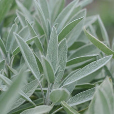 Sage Essential Oil alter image