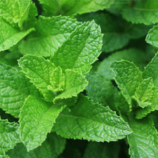 Spearmint Essential Oil alter image
