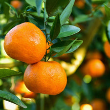 Tangerine Essential Oil alter image