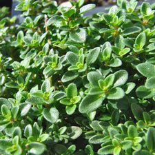 Thyme (White) Essential Oil alter image