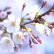 White Cherry Blossom Fragrance Oil | Fine Fragrance alter image