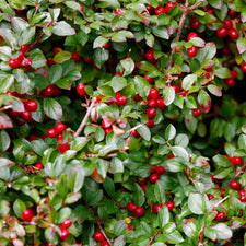 Wintergreen Essential Oil alter image