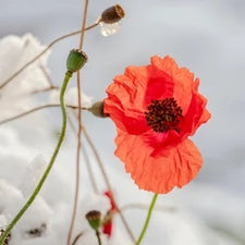 Wintry Poppy Fragrance Oil | Fine Fragrance alter image