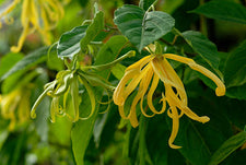 Ylang Ylang 3rd Essential Oil alter image