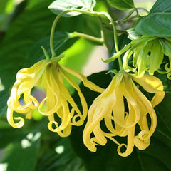 Ylang Ylang (Complete) Essential Oil Featured Image