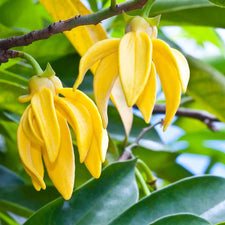 Ylang Ylang (Extra) Essential Oil alter image