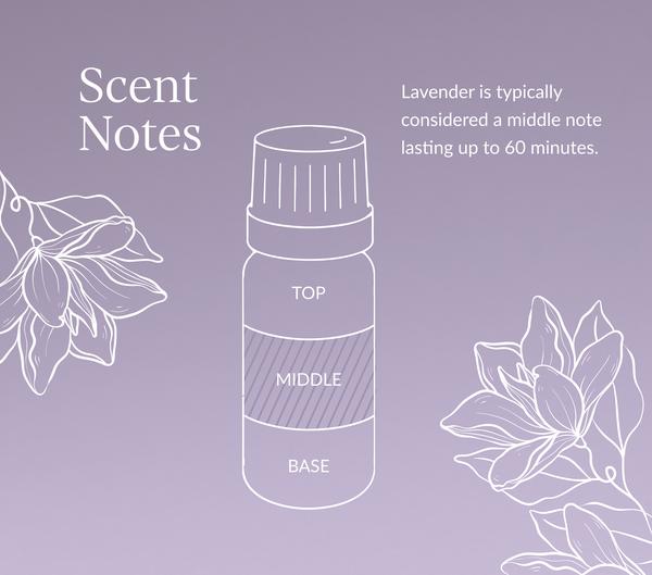 Lavender Oil | French