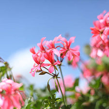 Rose Geranium (Egyptian) Fragrance Oil alter image