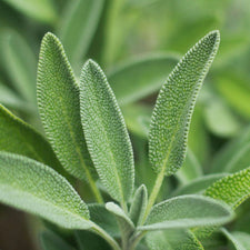 Sage Dalmatian Essential Oil alter image