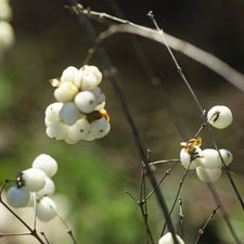 Snowberry Fragrance Oil | Fine Fragrance alter image
